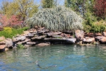 stocked-pond-2